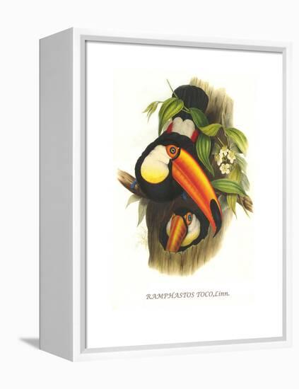 Toco Toucan-John Gould-Framed Stretched Canvas