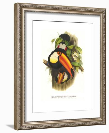 Toco Toucan-John Gould-Framed Art Print