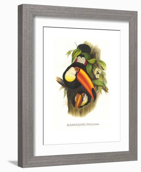 Toco Toucan-John Gould-Framed Art Print