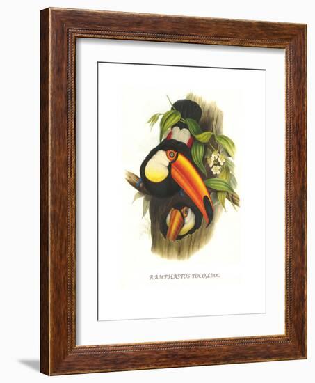 Toco Toucan-John Gould-Framed Art Print