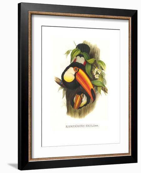 Toco Toucan-John Gould-Framed Art Print