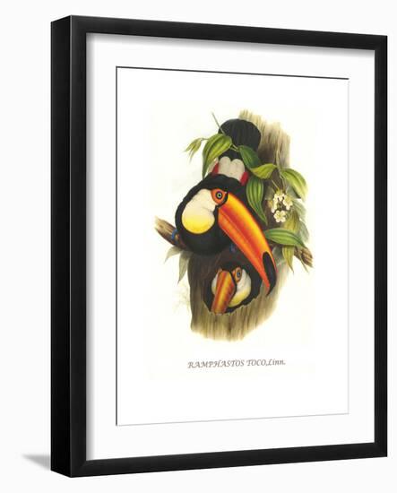 Toco Toucan-John Gould-Framed Art Print