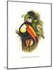 Toco Toucan-John Gould-Mounted Art Print