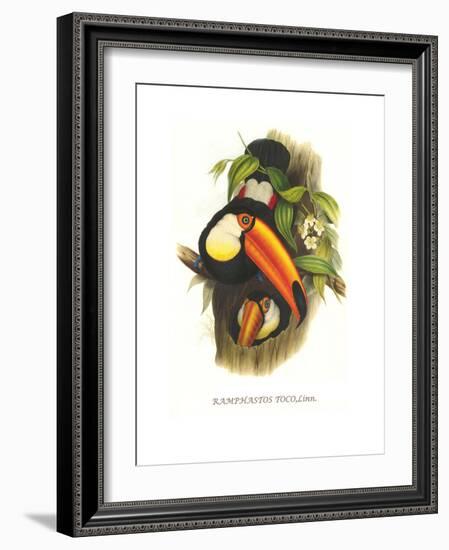 Toco Toucan-John Gould-Framed Art Print