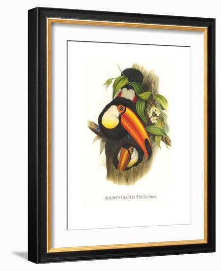 Toco Toucan-John Gould-Framed Art Print