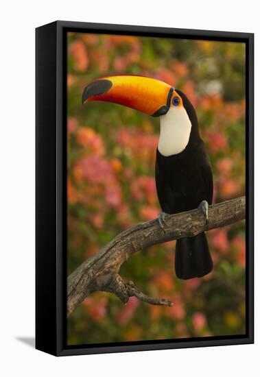 Toco Toucan-Joe McDonald-Framed Premier Image Canvas