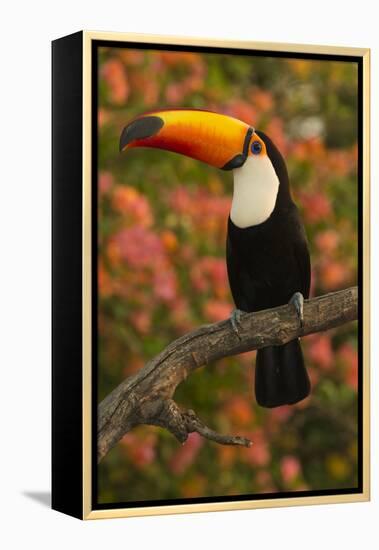 Toco Toucan-Joe McDonald-Framed Premier Image Canvas