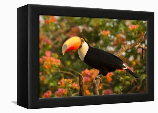 Toco Toucan-Joe McDonald-Framed Premier Image Canvas