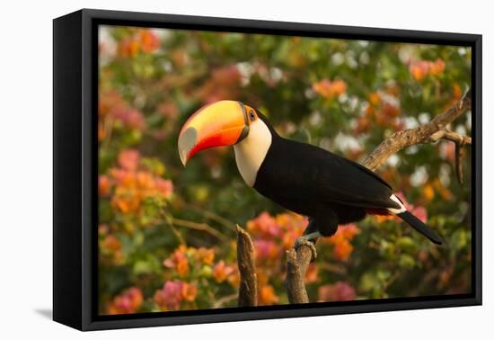 Toco Toucan-Joe McDonald-Framed Premier Image Canvas