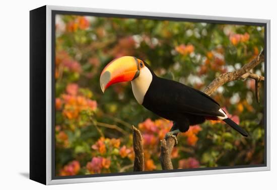 Toco Toucan-Joe McDonald-Framed Premier Image Canvas