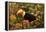 Toco Toucan-Joe McDonald-Framed Premier Image Canvas