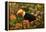 Toco Toucan-Joe McDonald-Framed Premier Image Canvas