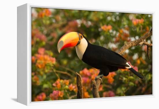 Toco Toucan-Joe McDonald-Framed Premier Image Canvas