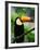 Toco Toucan-Kevin Schafer-Framed Photographic Print