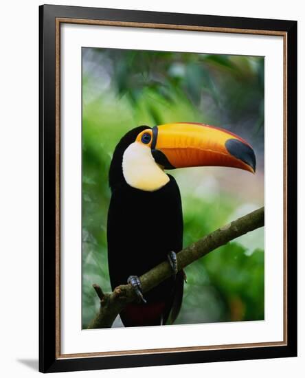 Toco Toucan-Kevin Schafer-Framed Photographic Print