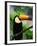 Toco Toucan-Kevin Schafer-Framed Photographic Print