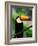 Toco Toucan-Kevin Schafer-Framed Photographic Print