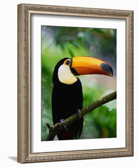 Toco Toucan-Kevin Schafer-Framed Photographic Print