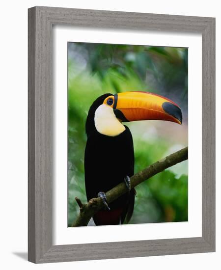 Toco Toucan-Kevin Schafer-Framed Photographic Print