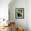 Toco Toucan-Kevin Schafer-Framed Photographic Print displayed on a wall