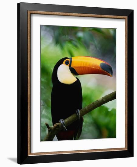 Toco Toucan-Kevin Schafer-Framed Photographic Print