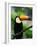 Toco Toucan-Kevin Schafer-Framed Photographic Print