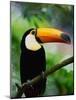 Toco Toucan-Kevin Schafer-Mounted Photographic Print