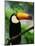 Toco Toucan-Kevin Schafer-Mounted Photographic Print