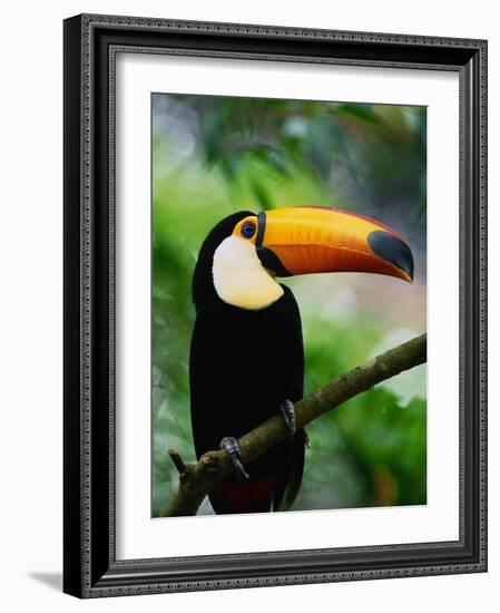 Toco Toucan-Kevin Schafer-Framed Photographic Print