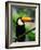 Toco Toucan-Kevin Schafer-Framed Photographic Print