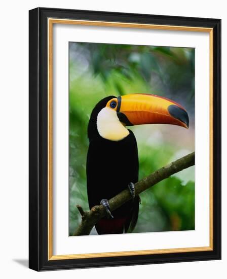 Toco Toucan-Kevin Schafer-Framed Photographic Print