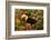 Toco Toucan-Joe McDonald-Framed Photographic Print