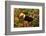 Toco Toucan-Joe McDonald-Framed Photographic Print