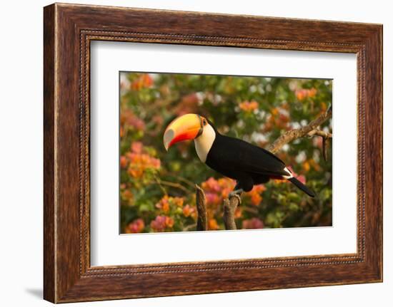 Toco Toucan-Joe McDonald-Framed Photographic Print