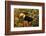 Toco Toucan-Joe McDonald-Framed Photographic Print