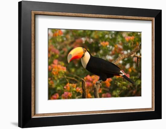 Toco Toucan-Joe McDonald-Framed Photographic Print