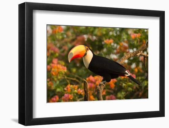 Toco Toucan-Joe McDonald-Framed Photographic Print