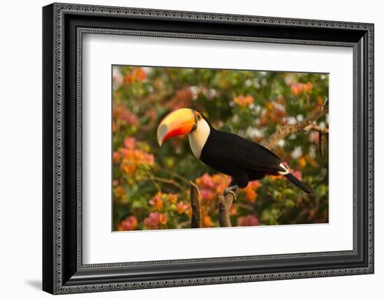 Toco Toucan-Joe McDonald-Framed Photographic Print