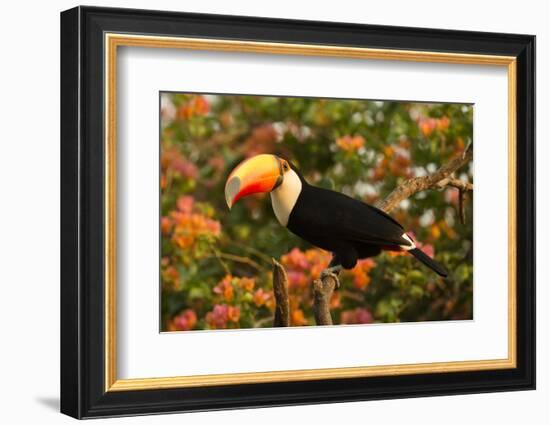 Toco Toucan-Joe McDonald-Framed Photographic Print