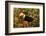 Toco Toucan-Joe McDonald-Framed Photographic Print