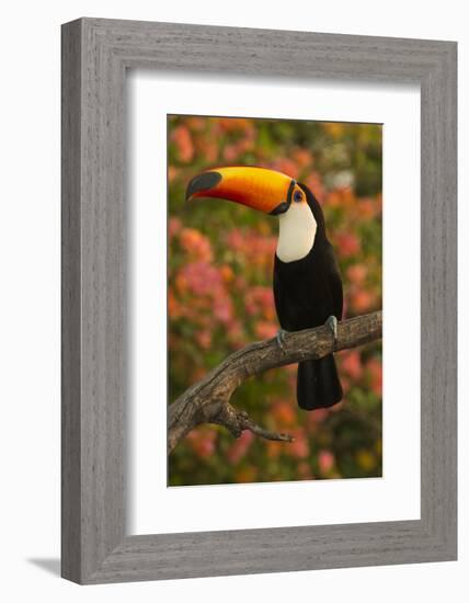 Toco Toucan-Joe McDonald-Framed Photographic Print