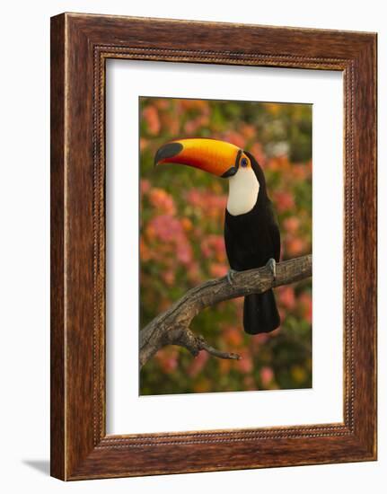 Toco Toucan-Joe McDonald-Framed Photographic Print