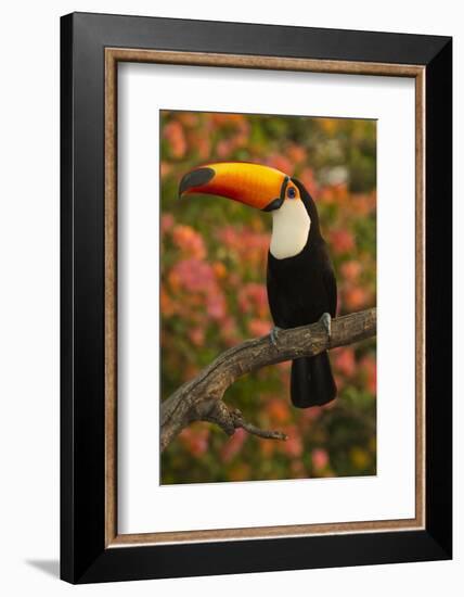 Toco Toucan-Joe McDonald-Framed Photographic Print