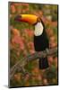 Toco Toucan-Joe McDonald-Mounted Photographic Print