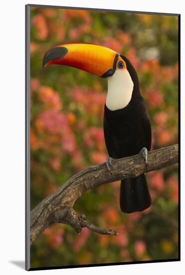 Toco Toucan-Joe McDonald-Mounted Photographic Print