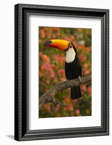 Toco Toucan-Joe McDonald-Framed Photographic Print