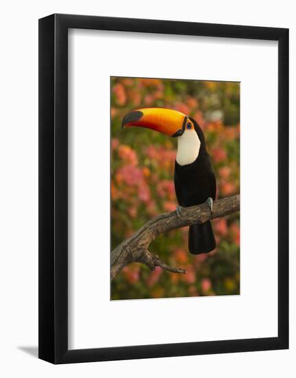 Toco Toucan-Joe McDonald-Framed Photographic Print