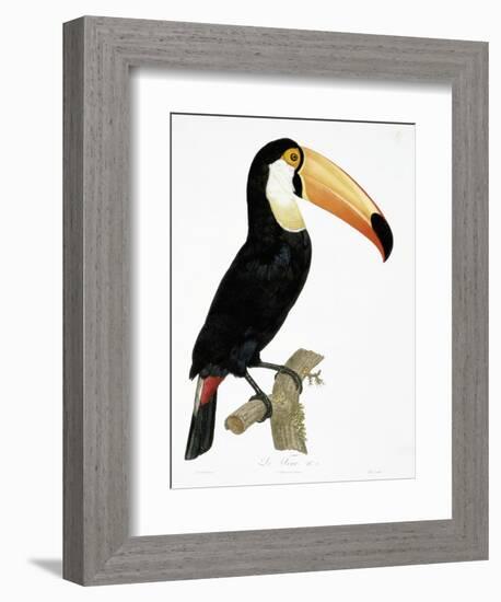 Toco-Jacques Barraband-Framed Giclee Print