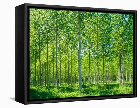 Today-Craig Roberts-Framed Premier Image Canvas