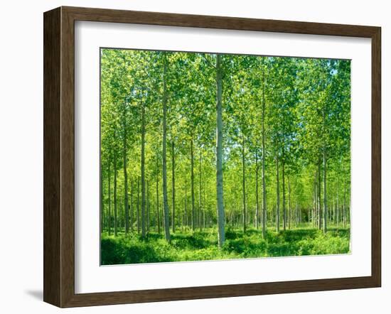 Today-Craig Roberts-Framed Photographic Print